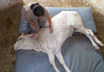 profissoes_agronegocio_veterinario (Foto: Reprodução / Site UEL)