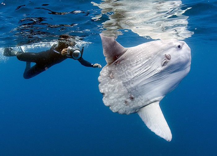 Mergulhador toca em exemplar de peixe-lua, animal que vive em águas profundas e pode ter até quatro metros de envergadura (Foto: Divulgação/Daniel Botelho)