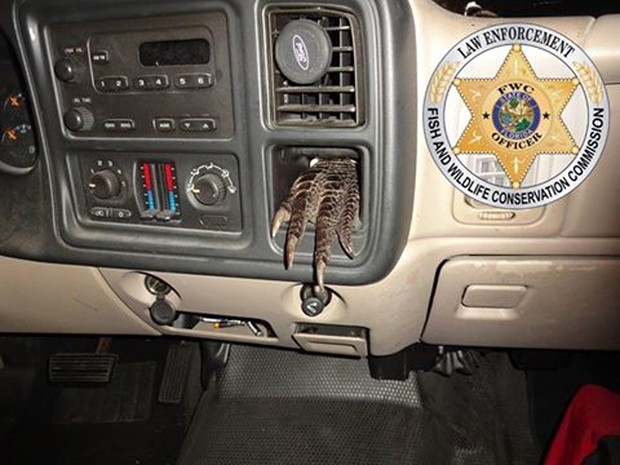 Agentes descobriram pata de jacaré em painel de veículo durante blitz (Foto: Reprodução/Facebook/MyFWC)
