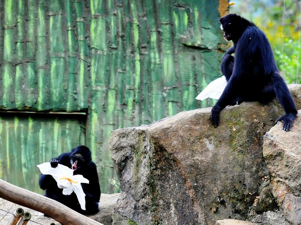 Macacos tiveram de procurar os 'ninhos' em seus viveiros (Foto: Halder Ramos/Divulgação, Gramadozoo)
