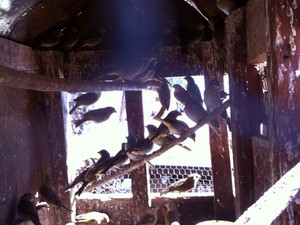 Pássaros silvestres apreendidos Coromandel denúncia (Foto: Polícia de Meio Ambiente/Divulgação)