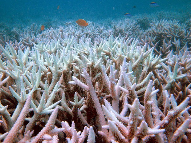 Imagem do Instituto Australiano de Ciência Marinha mostra parte da Grande Barreira de Corais afetada por síndrome da acidificação. (Foto: Arquivo/Australian Institute of Marine Science/AP)