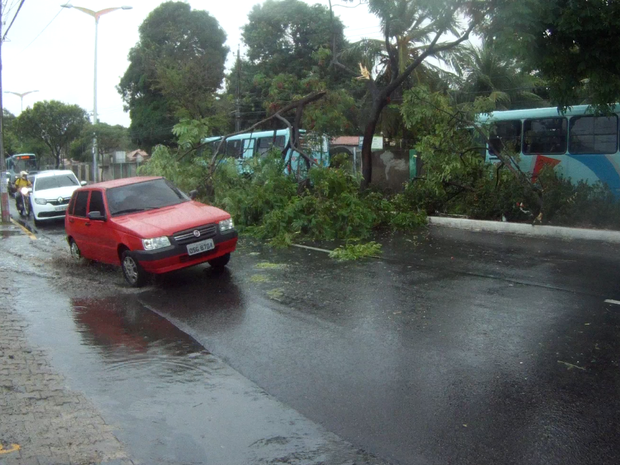 Chuva faz árvore cair sobre Avenida 13 de Maio em Fortaleza (Foto: Narcélio Bezerra/TV Verdes Mares)