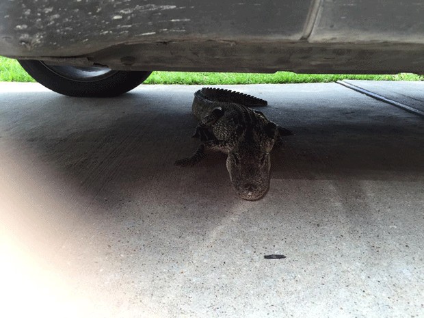 Jacaré é flagrado 'curtindo sombra' sob carro de família em casa nos EUA (Foto: Gator Squad/Facebook)