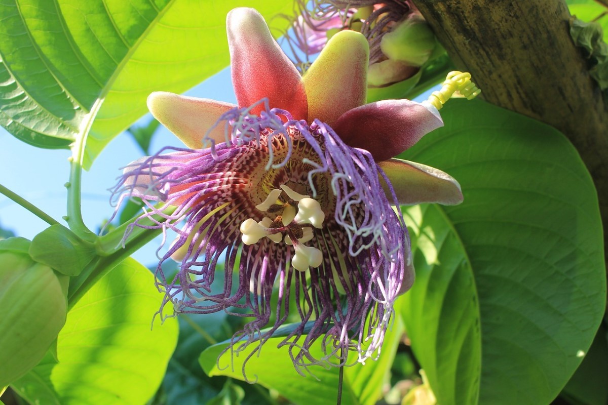 A flor-de-maracujá é considerada um calmante natural e sedativo, que controla a ansiedade, insônia, estresse, distúrbios gastrointestinais (Foto: Pixabay / mayapujiati / CreativeCommons)