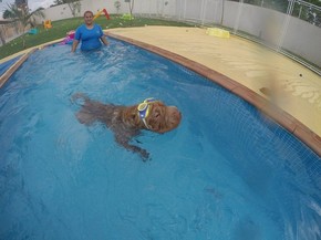Hotel De Cachorros E Opcao De Ferias Para Os Animais Em Porto Velho Rondonia G1