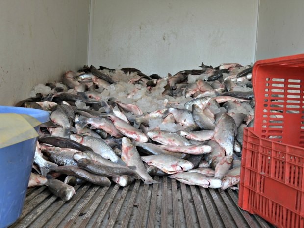 Peixes foram apreendidos em reserva indígena, próximo a Guajará (Foto: Rosiane Vargas/G1)