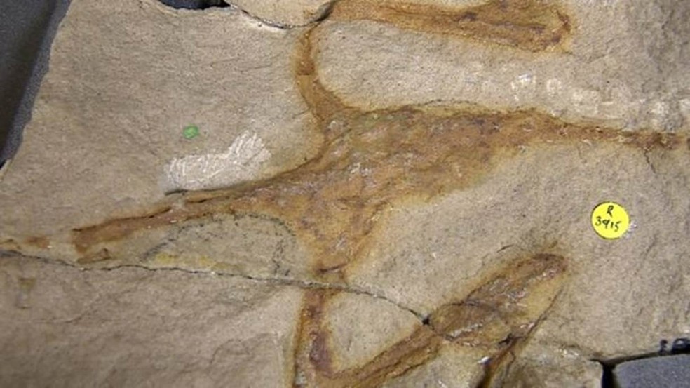 Esse fóssil, encontrado em Lossiemouth, na Escócia, é de um dinossauro que tem o tamanho de um gato. Agora, pensa-se que ele pode estar perto da base de uma nova árvore genealógica dos dinossauros, abrindo a possibilidade de que eles tenham se originado no Reino Unido (Foto: BBC News)