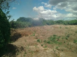 Droga foi erradicada e incinerada (Foto: Divulgao / Polcia Militar)