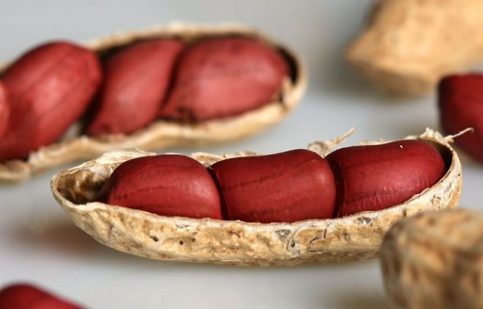 amendoim 10 alimentos que são as “fontes da juventude” da natureza