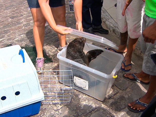Moradores acham lobo marinho no bairro de Roma, em Salvador (Foto: Reprodução/ TV BA)