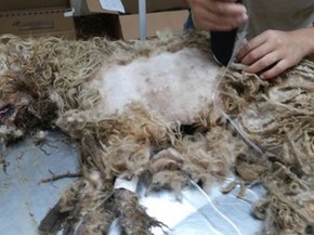 Miiase Berne Ou Bicheira Tipos Diagnosticos E Tratamentos Clinica Tonello Pediatria E Vacinacao Em Campinas