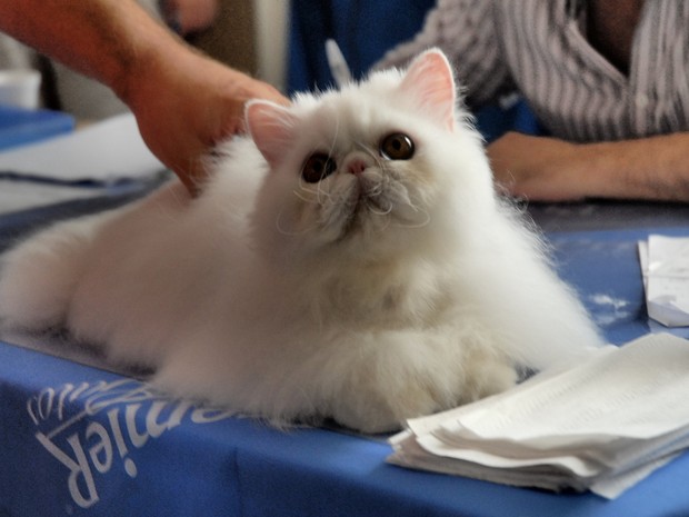 Gato da raça persa. (Foto: PremieR Pet/Divulgação)