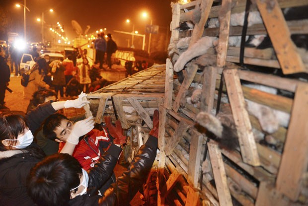 Ativistas tentam salvar os gatos presis em jaulas de madeira, após acidente em Changsha (Foto: Reuters/China Daily)