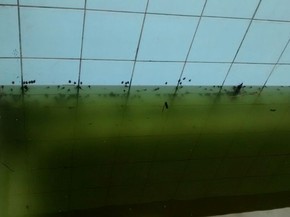 Invasao De Sapos Em Posto De Saude Cancela Atendimento Em Hortolandia Campinas E Regiao G1