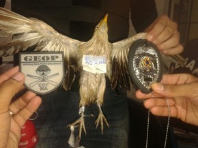 Pássaro é interceptado com droga presa na pata em presídio do MA (Foto: GEOP/Divulgação)
