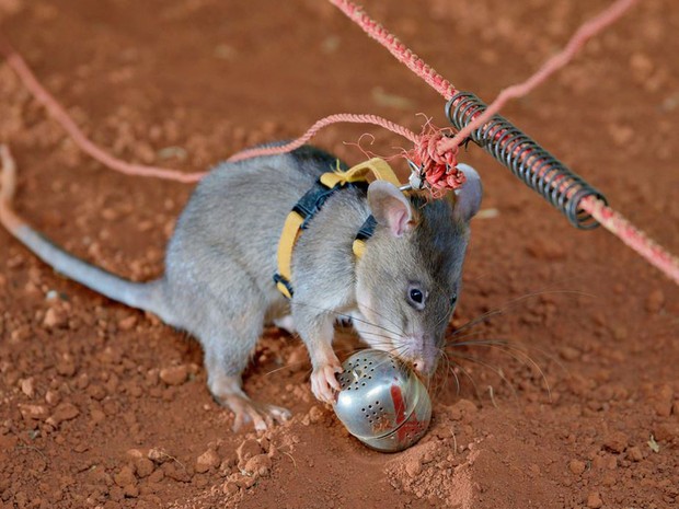 Ratos são treinados para encontrar explosivos no Camboja (Foto: George Nickels/Facebook APOPO)
