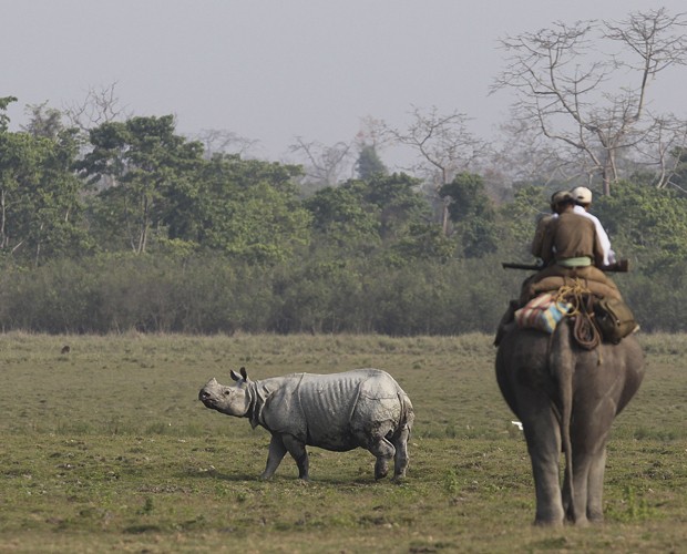 Guardas florestais acompanham rinoceronte no Parque Nacional Kaziranga (Foto: Anupam Nath/AP)