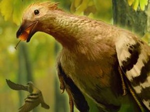 Ilustração mostra como seria pássaro primitivo do gênero 'Sapeornis' (Foto: Divulgação/Universidade do Kansas)