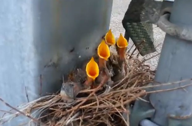 Funcionário ficou surpreso ao se deparar com ninho repleto de filhotes 'famintos' em substação de energia (Foto: Reprodução/YouTube/wirenutt57)