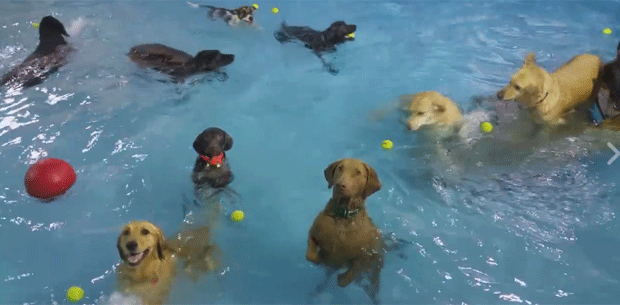 'Cachorro que não nada' rouba cena em pool party canina nos EUA (Foto: Happy Tails/Facebook)