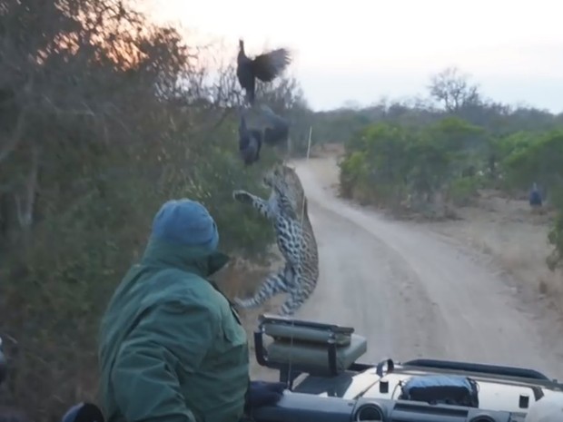 Grande felino, porém, falhou no ataque e não conseguiu pegar a refeição (Foto: Reprodução/YouTube/Kruger Sightings)