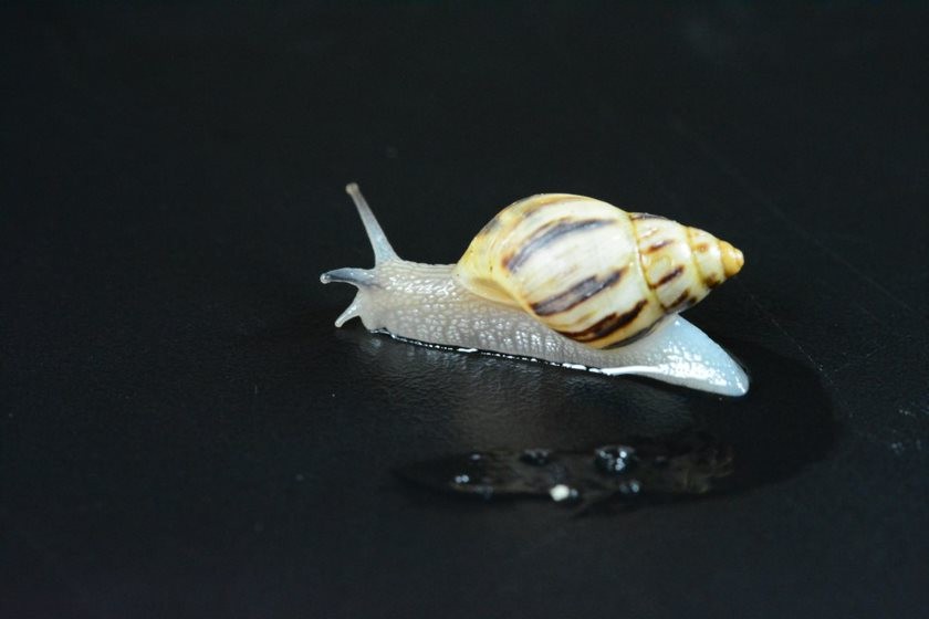 A umidade é essencial para a sobrevivência de moluscos como o caracol descoberto (Foto: Sucom-UFPR)