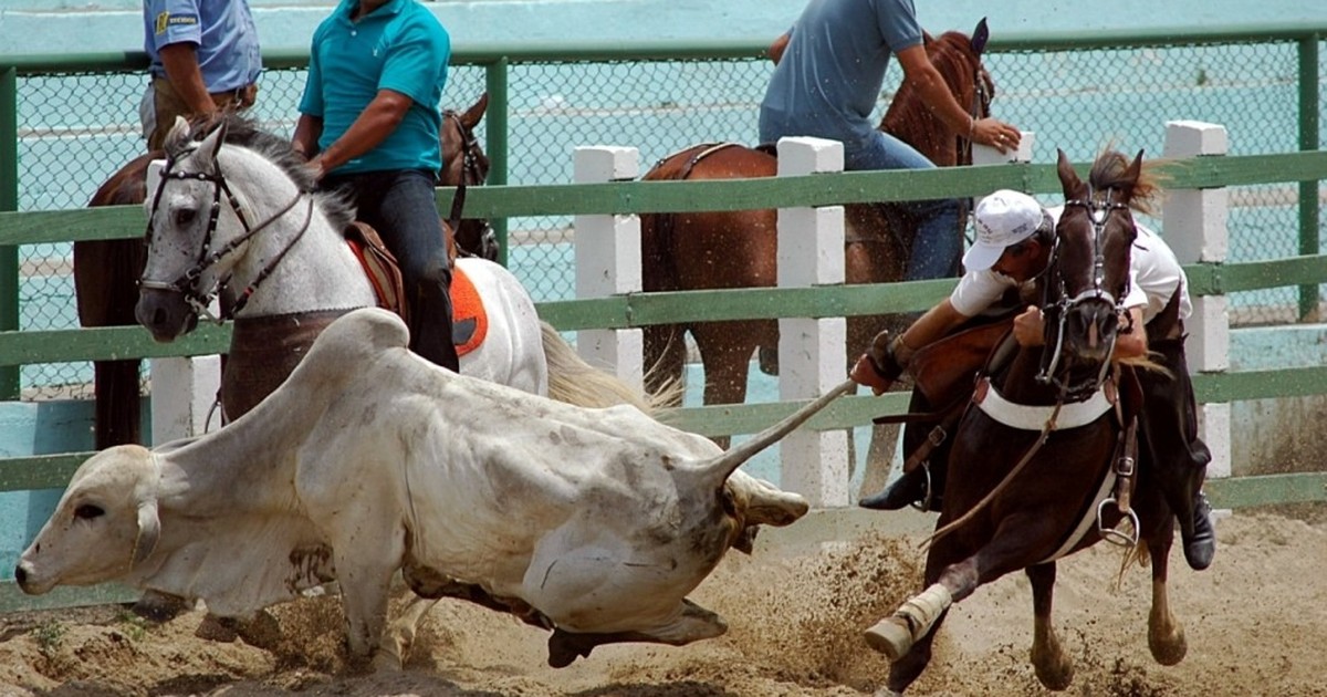 Resultado de imagem para vaquejada 2016