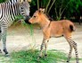 Nasce filhote híbrido de zebra com jumento (Divulgação/Zoológico de Reynosa)