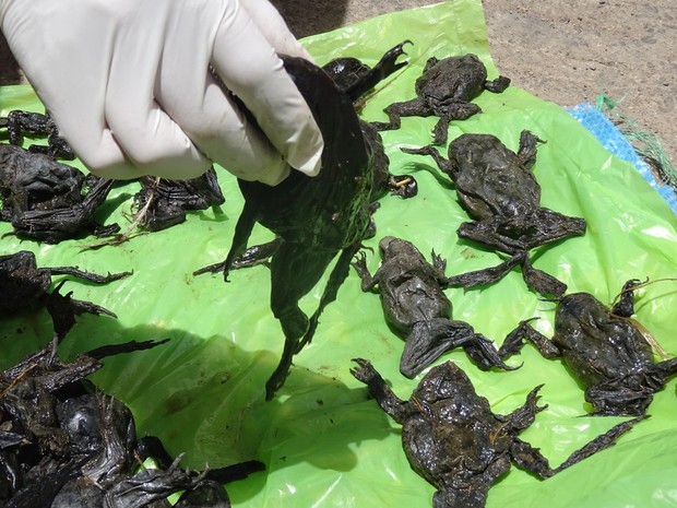  Rãs da espécie Telmatobius culeus foram coletadas pelo Serviço   Nacional Florestal e de Fauna Silvestre do Peru  (Foto: HO / SERFOR / AFP)