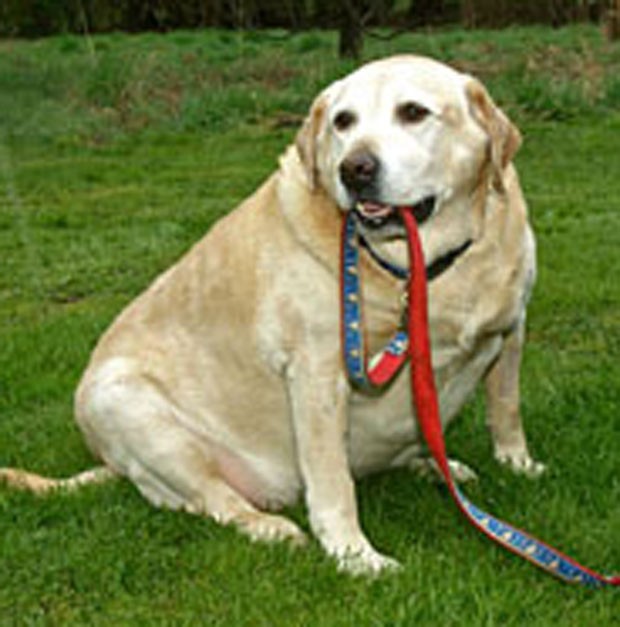 Labrador 'Alfie' passará por dieta especial para perder peso.  (Foto: Reprodução/RSPCA)