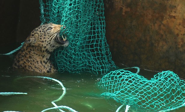 Leopardo cai em poço e é resgatado na Índia (Foto: Diptendu Dutta /AFP)