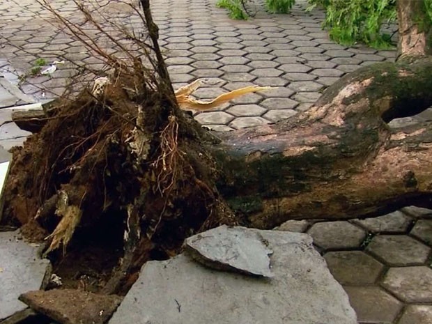 Chuva com ventos fortes derruba árvores e causa estragos em Passos (Foto: Reprodução EPTV / Luciano Tolentino)