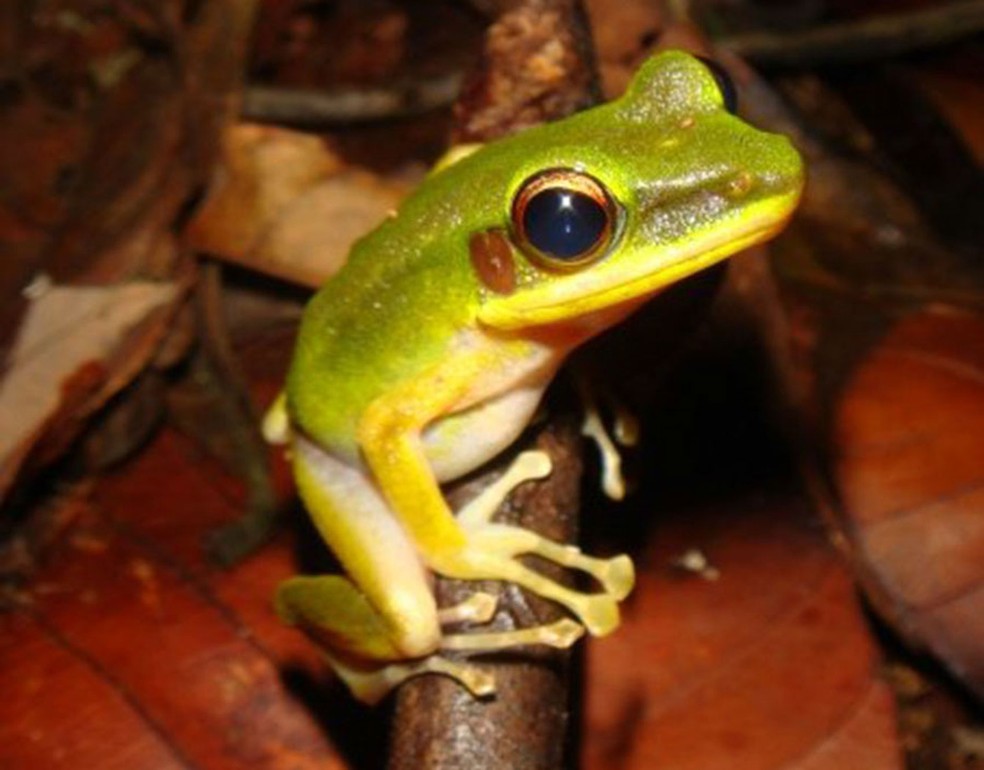 Espécie Chalcorana raniceps (Foto: Yu Zeng/University of California, Merced, Merced, CA/Divulgação)
