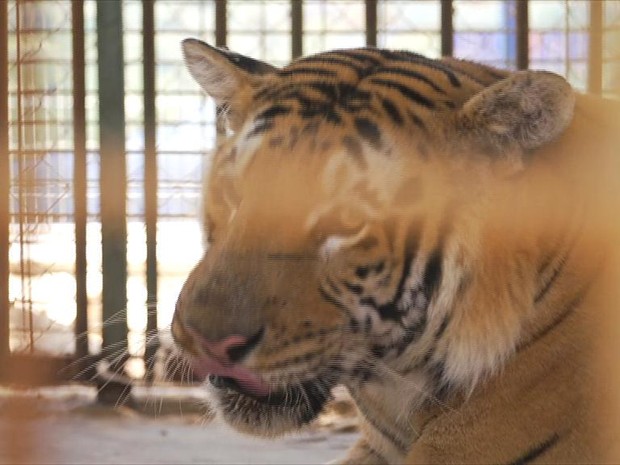 Tigre Laziz chegou ao zoológico quando era filhote, contrabandeado por um túnel secreto (Foto: BBC)