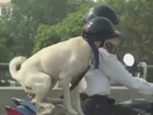 De capacete, cão é flagrado andando de carona em moto na Índia
