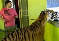 Adestrador e cantora têm 8 tigres, um deles Tom, 'ator' em 'Amor' (Reprodução)