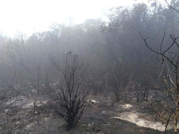 Ainda não há informações da área que já foi detsruída pelo fogo (Foto: André Luis Pennycook/Acervo pessoal)