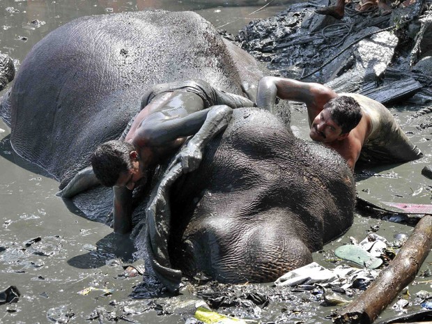 Homens terminam de amarrar cordas para poder içar o elefante (Foto: Sivaram V/Reuters)