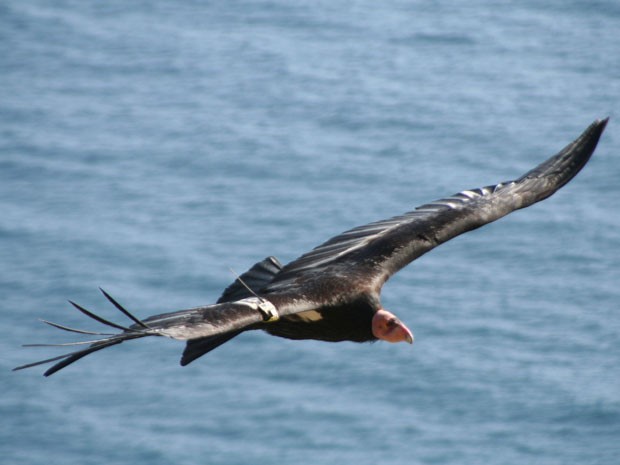 Condor-da-Califórnia é uma das maiores aves do mundo. (Foto: Cortesia/Joe Burnett )