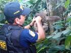 Bicho-preguiça é resgatado em rodovia (Divulgação/Polícia Rodoviária Federal)