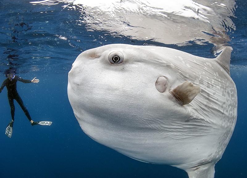 O peixe-lua tem comportamento manso e prefere ficar longe do contato com humanos (Foto: Divulgação/Daniel Botelho)