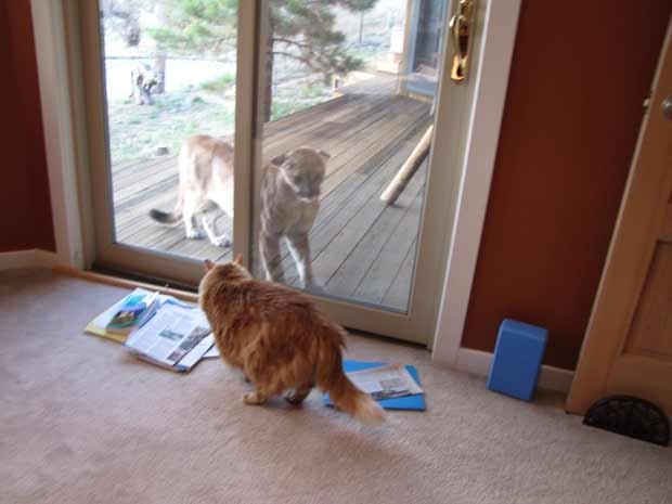 Protegido por uma porta de vidro, um gato de estimação 'encarou' em outubro de 2011 uma suçuarana em Boulder, no estado americano do Colorado. O encontro foi registrado por Gail J. Loveman, dona do gato (Foto: Gail J. Loveman/AP)