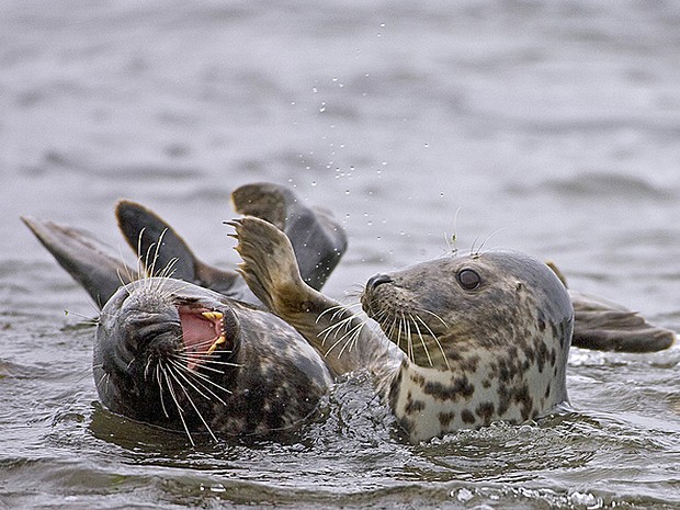 Jason Parnell-Brooks achou que valia a pena capturar a interação entre essas focas na ilha de Rathlin, na Irlanda do Norte. 
