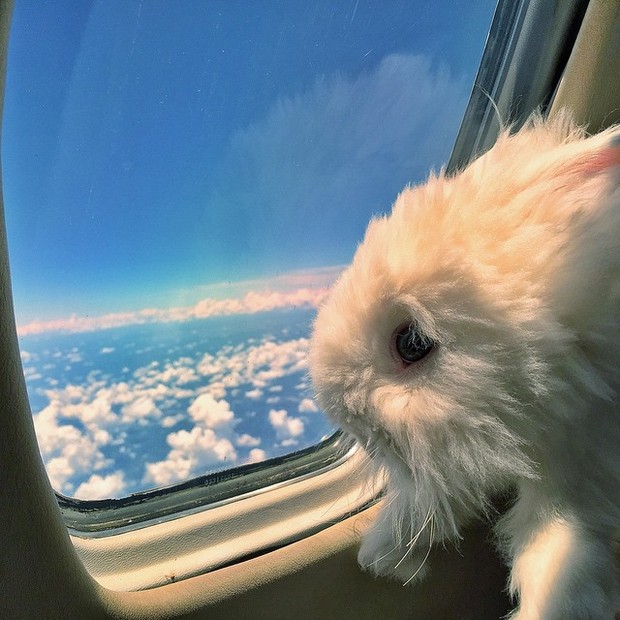 Fiorella Mattheis posta foto de coelho (Foto: Instagram / Reprodução)