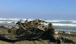 Pássaros mortos no Chile (Foto: BBC)