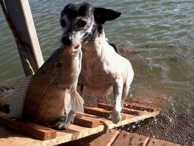 Cachorrinha consegue pescar peixes com mais de 4kg (Foto: Arquivo Pessoal/ Thamires Santos)