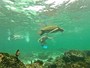 De férias, Erom Cordeiro nada com tartarugas em Galápagos
