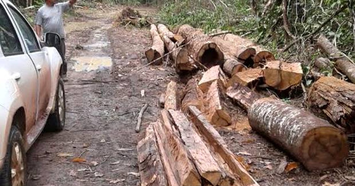 G1 - PM prende suspeitos de extração de madeira em área de ... - Globo.com