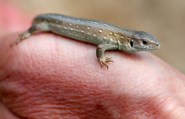 Lagarto é um dos mais raros do Reino Unido (Foto: Reuters/Phil Noble)